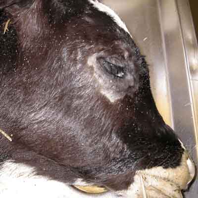 Ir-Rwol tal-APIs Veterinarji Antiparassitiċi fis-Saħħa tal-Bhejjem: Xejriet t...